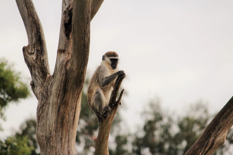 A vervet monkey is perched on a tree branch, looking over its surroundings. The monkey displays a curious expression as it grips a small branch.