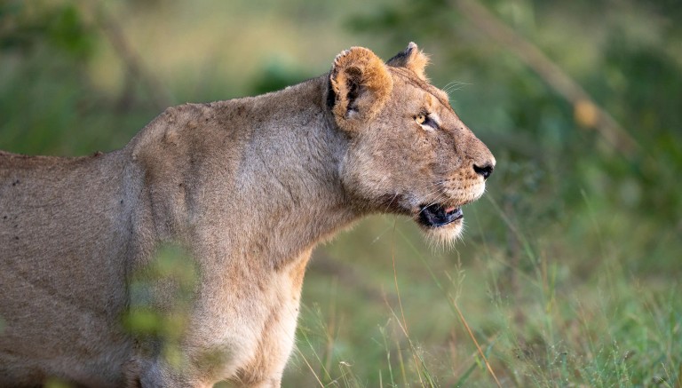 A profile view of a lioness with a focused expression, set against a blurred natural background.