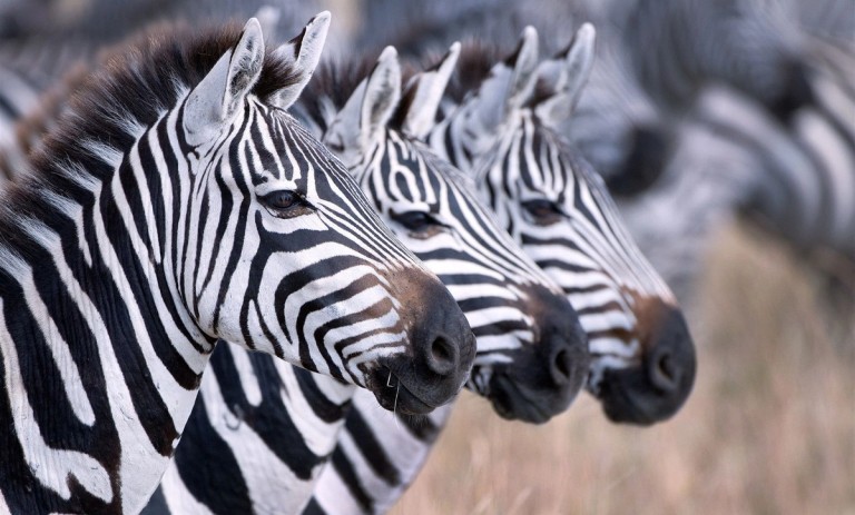 A group of zebras stands close together, showcasing their distinctive black and white stripes in a striking formation.