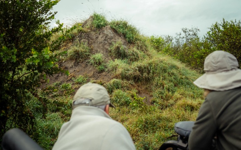 Life Inside a Sabi Sand Termite Mound
