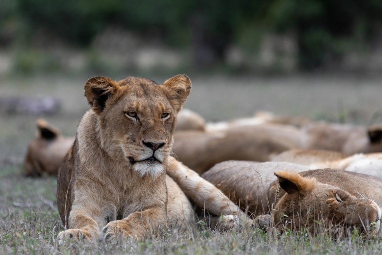 A lioness rests on the grassy landscape, with several other lions sleeping in the background, emphasizing the tranquil setting of the Sabi Sands.
