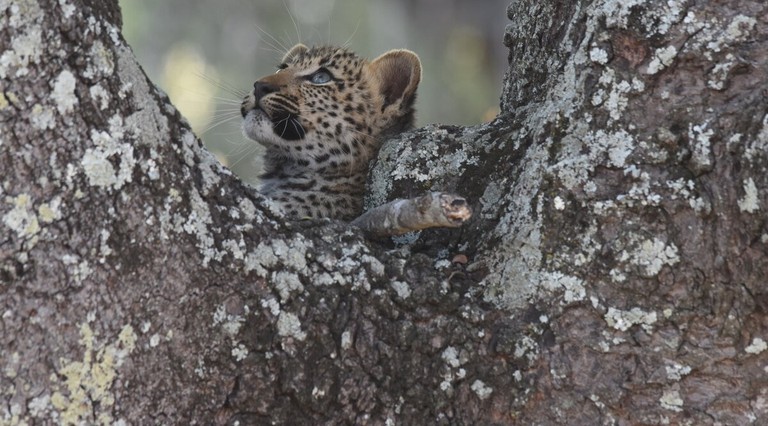 A young leopard cub is peeking through the branches of a tree, with its head turned upwards and a curious expression.