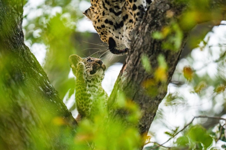 Leopard Cub With Parent A young leopard cub gazes up at its parent while resting on a tree branch, surrounded by green foliage.