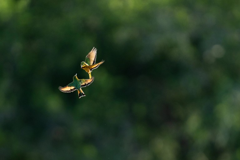 Flying Birds Silvan Two birds are captured mid-flight, displaying vibrant green and yellow plumage in a lush, blurred background.