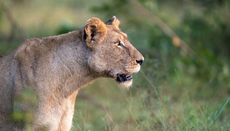 Lioness in profile at Silvan Safari
