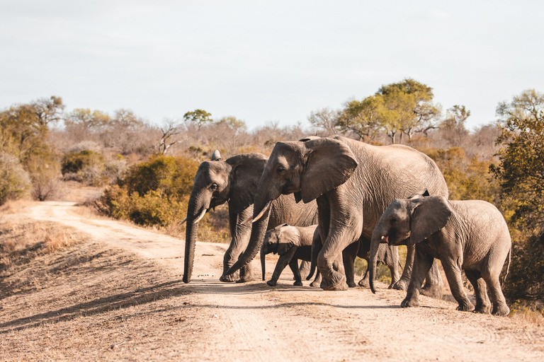A herd of elephants, including a baby elephant, are walking down a dirt path in a natural landscape. The setting shows sparse vegetation and trees in the background, typical of the savanna ecosystem.