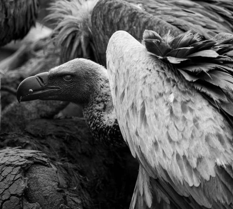 A close-up of a vulture with a focus on its sharp beak and piercing eyes, highlighted against a dark, textured background.