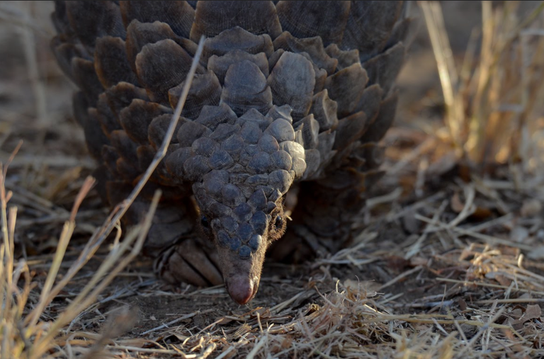 A close-up of a pangolin foraging on the ground, showcasing its unique scales and long snout.