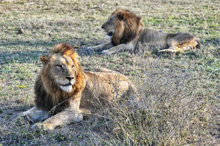Lions Resting in Savanna Two lions are seen resting on the grassland, with one lion prominently in the foreground. They both appear calm and relaxed in their natural habitat.