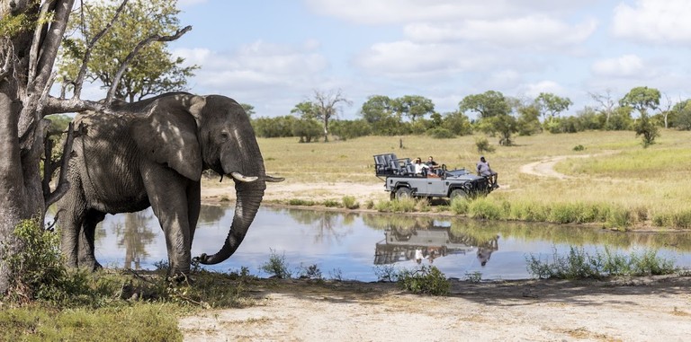 Elephant By The Waterhole An elephant stands near a waterhole in a lush green environment, with a safari vehicle and guests visible in the background.