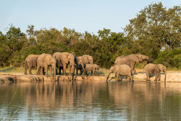 A herd of elephants gathered at the water's edge in Kruger Park, with some drinking from the water while others interact nearby.
