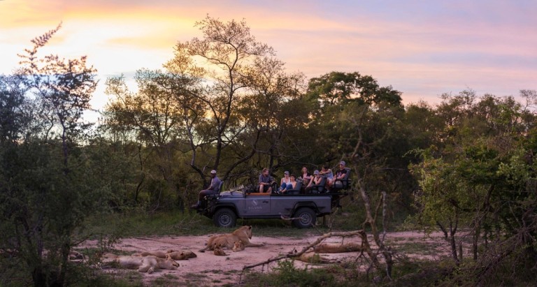 A group of guests is seated in an open safari vehicle observing several lions resting on the ground during a beautiful sunset in the wilderness.