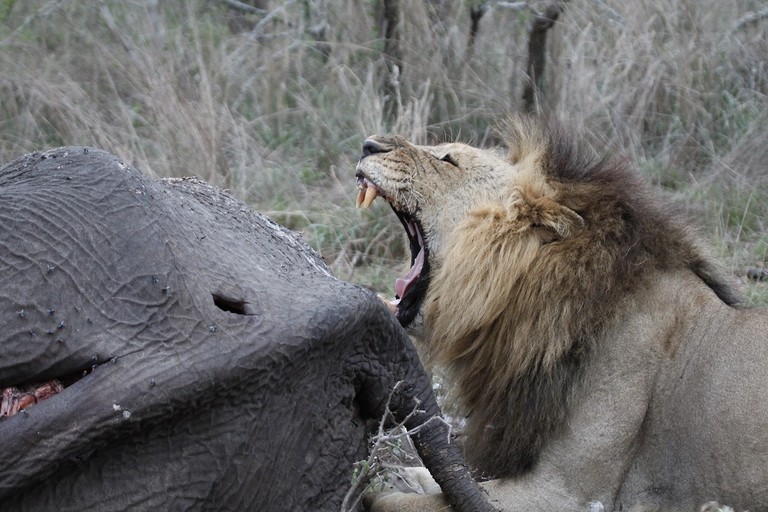 Lion With Elephant Carcass A lion yawns beside the carcass of an elephant, showcasing its powerful presence in the wild. The scene captures the dynamic between predator and prey.