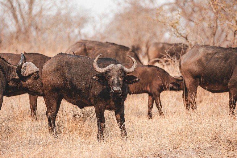 Cape Buffalo Herd Grazing A herd of Cape Buffalo is seen grazing in a dry, grassy area with several individuals close together, showcasing their distinctive large horns.
