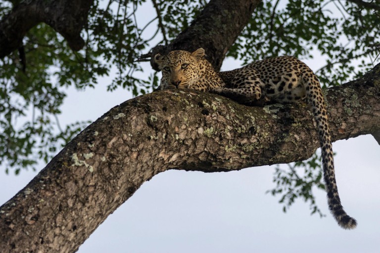 A leopard is resting on a large, textured tree branch, surrounded by green leaves, exhibiting a serene demeanor as it gazes into the distance.