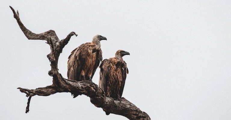 Vultures Perched On A Branch Two vultures are resting on a tree branch against a pale background. They have distinctive features and are likely waiting for a food opportunity.