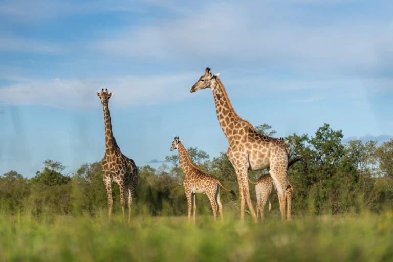 Giraffes Silvan Safari A group of giraffes stands gracefully in a lush green landscape under a bright blue sky at Silvan Safari. The image captures the distinct patterns of their coats and their elegant long necks.