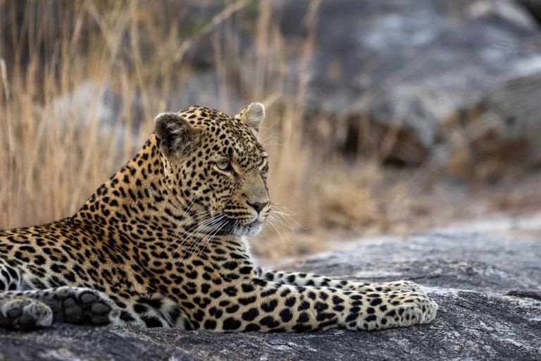 Leopard At Silvan Safari A leopard is resting on a rock, displaying its distinctive spotted coat amidst a natural background of tall grasses and stones.