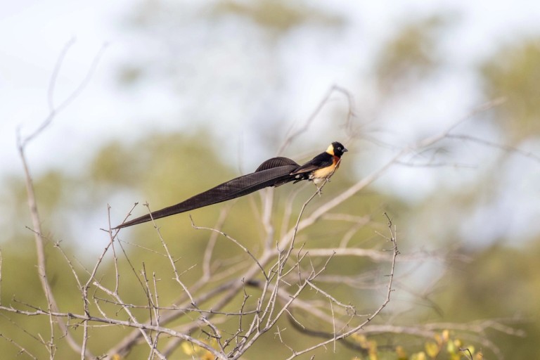 Silvan Bird Perched on Branch A bird with long tail feathers is perched on a branch, showcasing its striking coloration against a blurred natural background.