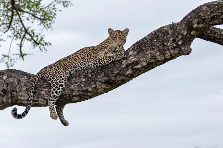 February Sightings at Silvan Safari