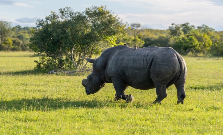 The image features a rhinoceros grazing in the lush green grass of Sabi Sands, with shrubs and trees in the background.