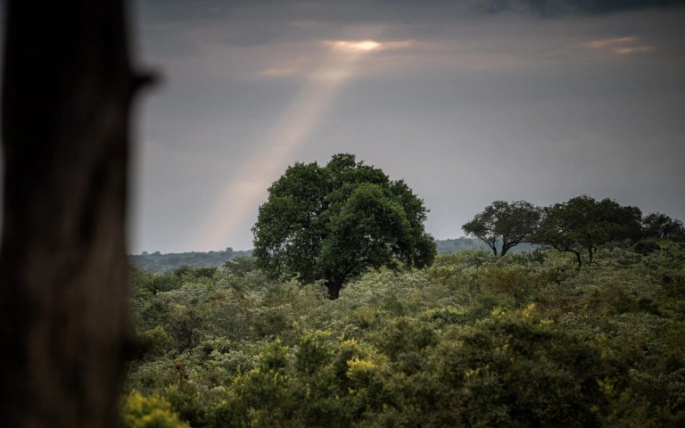 When the Bush Runs Full – Part 2