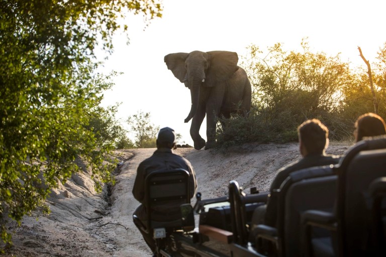 Elephant Safari Encounter The image captures an impressive elephant approaching a safari vehicle, with guests observing the majestic animal in a natural setting.