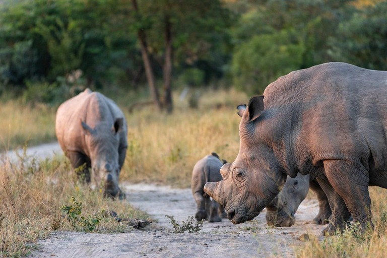 White Rhino Family Silvan A family of white rhinos is seen walking along a path in Silvan, with two adults and a calf in close proximity. The scene captures their natural habitat surrounded by tall grasses and trees.