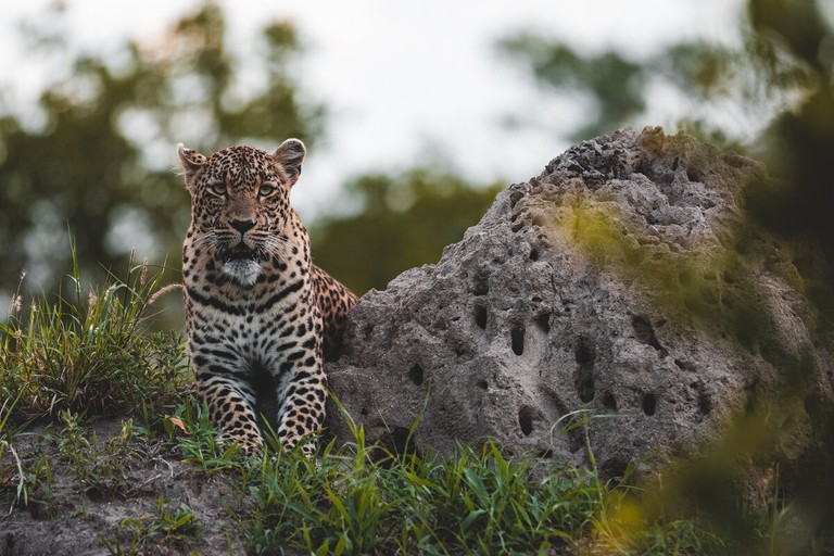 Leopard Sabi Sands Resting A leopard rests on a rocky outcrop surrounded by greenery in Sabi Sands. The leopard's striking coat is highlighted in the natural light.