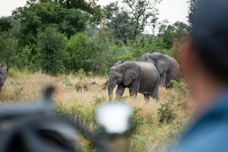 A group of elephants is seen grazing in a grassy area, surrounded by lush trees. The image captures the natural habitat of these majestic animals.