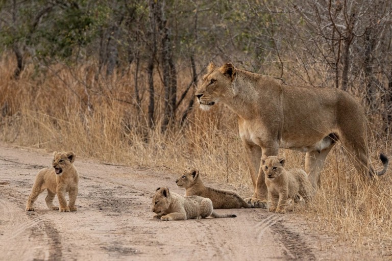 Nkuhuma Lioness With Cubs A lioness named Nkuhuma stands watchfully with her four playful cubs on a dirt road surrounded by dry grass and sparse trees.