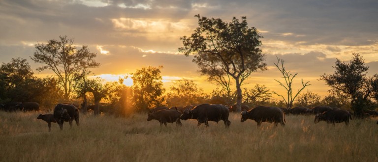 A herd of buffalo is grazing in the grasslands during sunset at Silvan Safari. The warm golden light creates a serene atmosphere as the silhouettes of trees frame the scene.