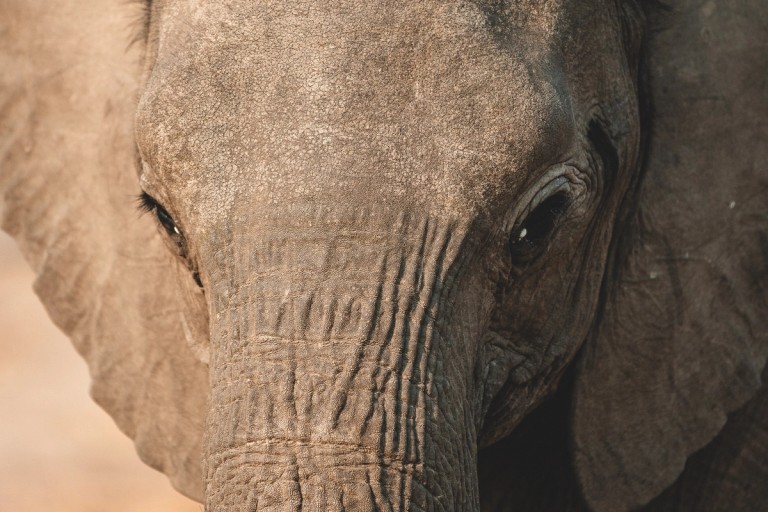 The image features a close-up of an elephant’s face, showcasing its textured skin and expressive eye. The intricate details highlight the unique characteristics of the elephant.