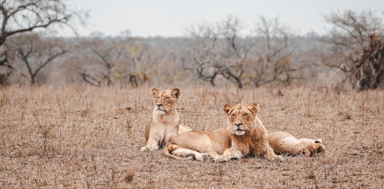 Two lions are resting on the dry grass of the Sabi Sands, with one lying comfortably and another sitting alert beside it.
