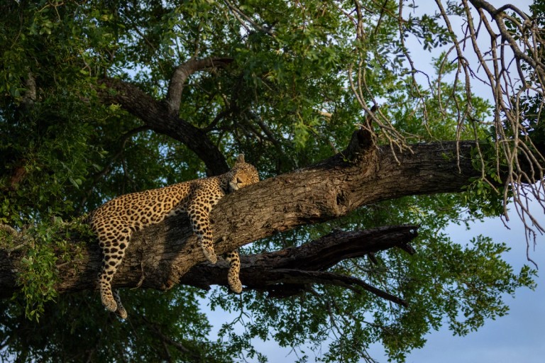 Leopard Sabi Sands Relaxing A leopard is seen lounging on a thick tree branch amidst green foliage, resting comfortably in the Sabi Sands area.