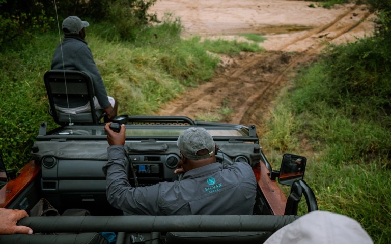 How Guides Listen for Lions and Leopards in the Sabi Sand