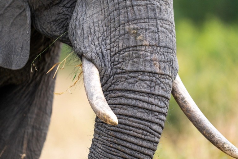 A close-up image of an elephant's trunk showcasing its textured skin and tusks while it appears to be feeding on grass.