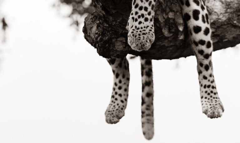 The image captures the feet of a leopard hanging from a branch, showcasing its distinct spotted pattern and claws.