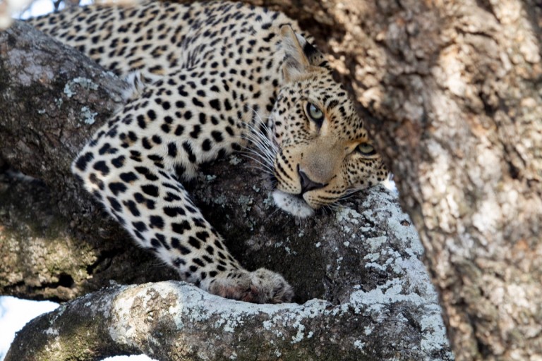A leopard is resting on a tree branch, partially hidden among the foliage, showcasing its distinctive spotted coat and intense gaze.