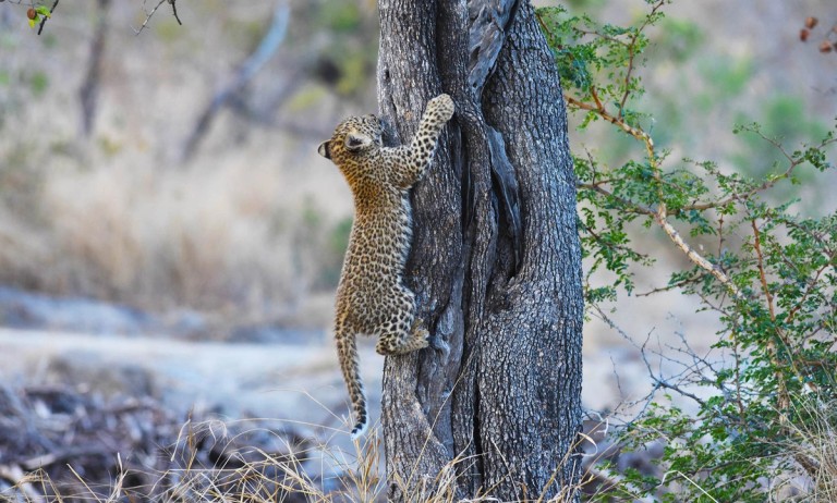 Leopard Cub Climbing Tree A young leopard cub is seen climbing a tree, showcasing its natural behavior in the wild. The scene captures the cub's spotted fur and agile form as it ascends the rough trunk.