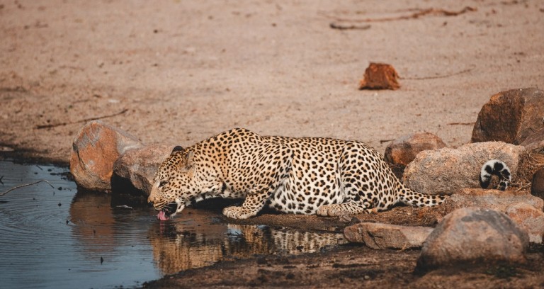 A leopard is crouched by the water's edge, drinking water with its tongue. The leopard's distinctive spotted coat is clearly visible against the sandy background and rocks.