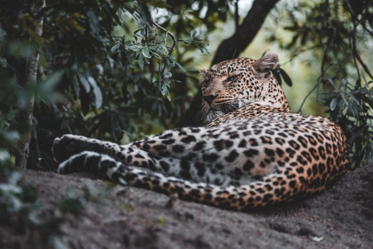 A leopard is seen lounging comfortably among lush green leaves, showcasing its distinctive spotted coat. The peaceful scene captures the essence of wildlife relaxation.