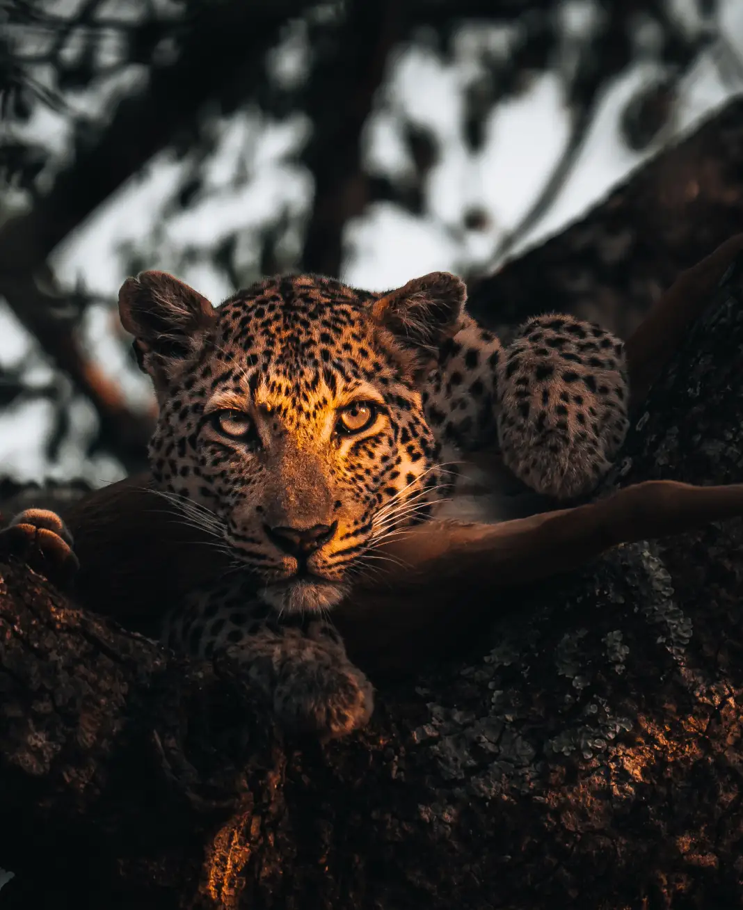 Leopard lying in a tree with moody light at sunset