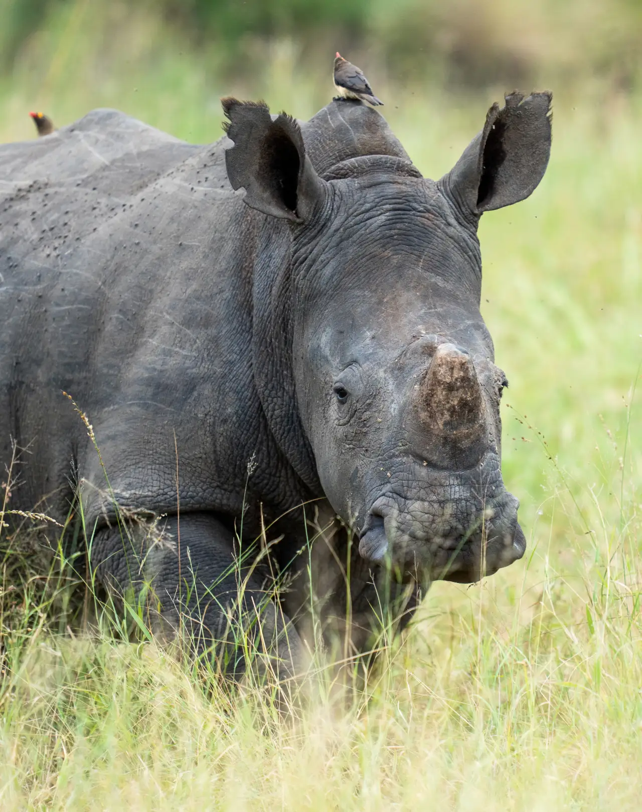 endangered rhino